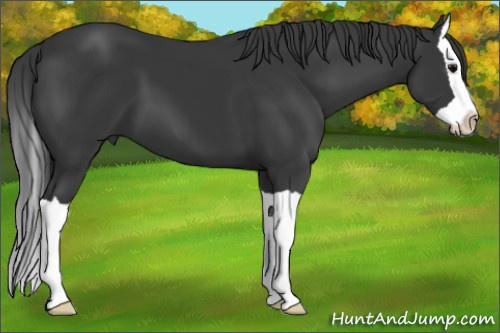 Horse Color: Unknown 