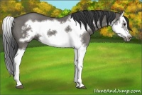 Horse Color:Grullo Roan Splash Frame 