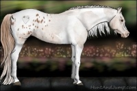 Horse Color:Chestnut Tobiano Appaloosa 