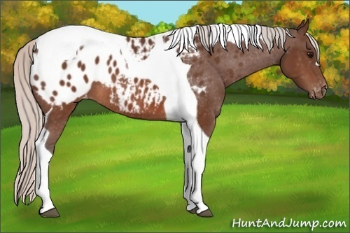Horse Color:Silver Brown Tobiano Blanket 