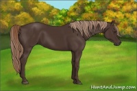 Horse Color:Liver Chestnut 