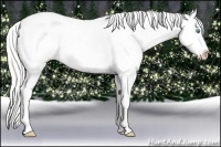 Horse Color:Cremello Varnish 