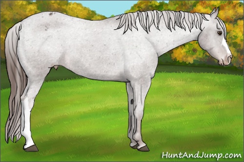 Horse Color: Liver Red Roan Blanket 
