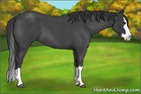 Horse Color:Blue Roan Splash 