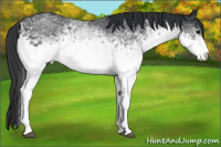 Horse Color:White Spotted Brown 