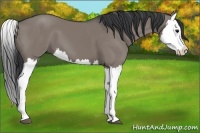 Horse Color:Grullo Splash 