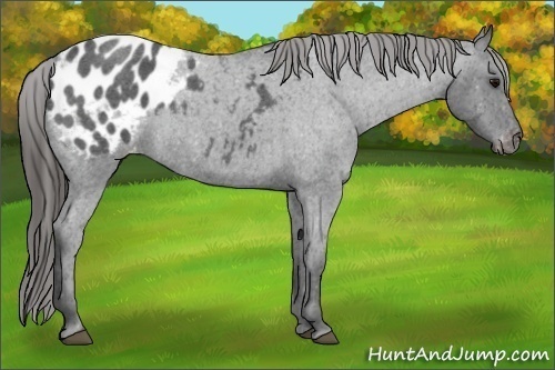 Horse Color:Blue Roan Appaloosa
