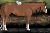 Horse Color:Chestnut Splash 