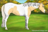 Horse Color:Palomino Tobiano 