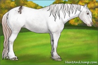 Horse Color:Liver Chestnut Appaloosa 