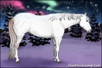 Horse Color:Gray Chestnut Appaloosa