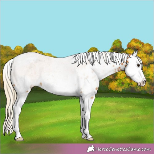 Horse Color:Palomino Splash Tobiano Appaloosa 