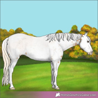 Horse Color:Palomino Splash Tobiano Appaloosa 