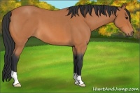 Horse Color:Bay Roan 