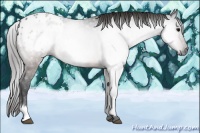 Horse Color:Gray White Spotted Brown Blanket 