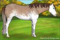 Horse Color:White Spotted Liver Red Dun Roan Splash 