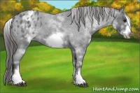 Horse Color:White Spotted Blue Roan Splash Frame Appaloosa 