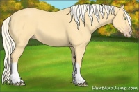 Horse Color:Gold Cream Champagne 