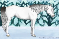 Horse Color:Gray White Spotted Buckskin Splash 
