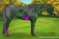 Horse Color:ERROR: UNKNOWN ANOMALY