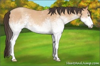 Horse Color:White Spotted Amber Champagne 