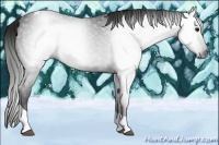 Horse Color:Gray Smoky Black Tobiano 