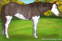 Horse Color:Liver Red Roan Splash Rabicano 