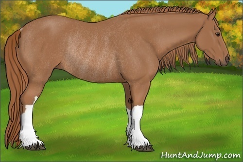 Horse Color: Chestnut Rabicano 