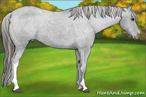 Horse Color: Brown Varnish 