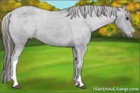Horse Color:Brown Appaloosa 