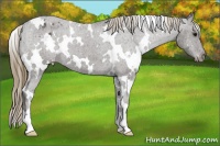 Horse Color:White Spotted Smoky Black Appaloosa 