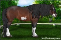 Horse Color:Bay Splash Frame 