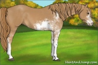 Horse Color:Chestnut Sabino