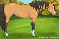 Horse Color:Buckskin Sabino 
