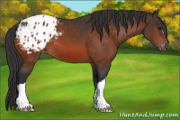 Horse Color:Bay Appaloosa 