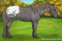 Horse Color:Smoky Black Appaloosa 