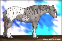 Horse Color:Liver Chestnut Appaloosa 