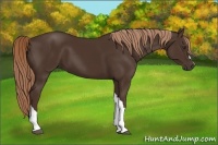Horse Color:Liver Chestnut 