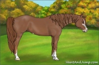 Horse Color:Chestnut Sabino 