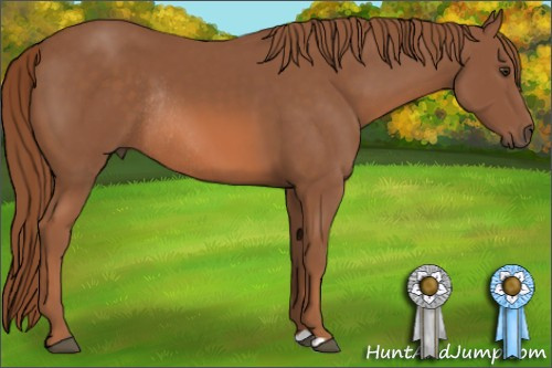 Horse Color: Liver Chestnut Rabicano 