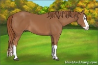 Horse Color:Chestnut Splash 