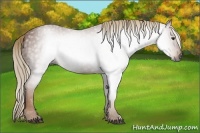 Horse Color:Gray Chestnut 