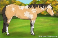 Horse Color:Buckskin Ice 