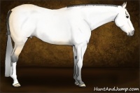 Horse Color:Gray Buckskin