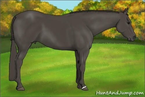 Horse Color:Smoky Black 