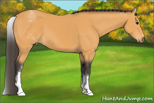 Horse Color: White Spotted Buckskin 