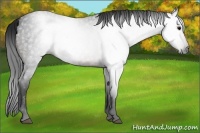Horse Color:Gray Brown Roan 