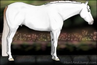 Horse Color:Gray White Spotted Gold Champagne Splash 