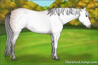 Horse Color:Gray Bay 