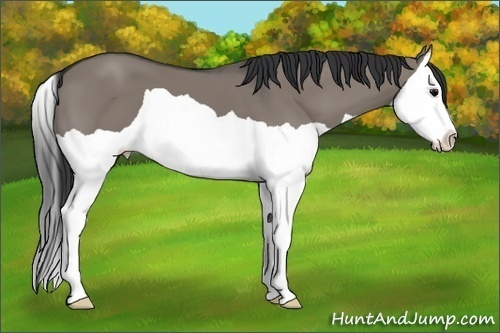 Horse Color: Grullo Splash 